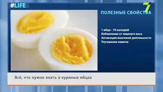 Всё, что нужно знать о куриных яйцах