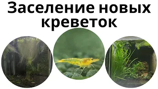 Новые виды креветок. Изменения в креветочниках