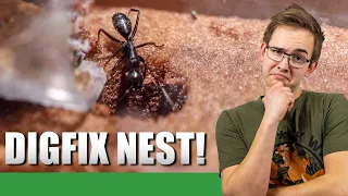 TRYING A DIGFIX NEST | Camponotus Vagus Update #2 - Ant Holleufer