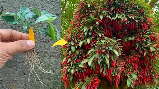 Simple method propagate chilli 🌶️ tree with Aloe Vera || how to grow chilli plant at home