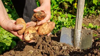 Раскидываем С Бабушкой После Картофеля Это Удобрение. Растет Крупная И Много На Одном И Том Же Месте