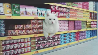 Space Cats Magic Fly Music Video Album Commercial (Netto)