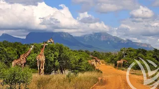 Национальный парк Крюгера (Kruger National Park)