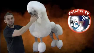 PELUQUERÍA CANINA CANICHE GIGANTE CORTE CONTINENTAL - CONTINENTAL POODLE  CLIP BY JUAN MARTÍNEZ