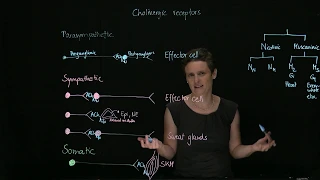 Brandl's Basics: Cholinergic receptors