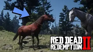 Новая лошадь в RDR 2 | Арабская красно-рыжей масти