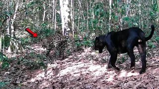 ONÇA PINTADA E ONÇA PRETA JUNTAS, VAI NASCER UM FILHOTE PRETO?