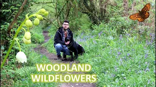 Woodland Wildflowers | UK in Spring
