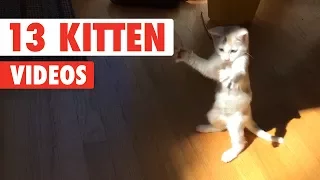 Funny Kittens | Funny Cat Video Compilation 2017