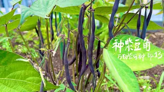 种紫豆角 紫色的豆角到底有什么不同？How to grow purple beans from seeds? Comment faire pousser haricot violet(velour)?