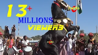 Horse Dance Competition at Pushkar Cattele Fair in Rajasthan 2016 (Part 1)