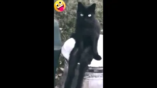 Cute Dogs and Cats🤣🤣That will make you Laugh🐾Funny Pets Channel #shorts