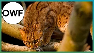 What's The Smallest Cat Species In The World? | One Wild Fact | Earth Unplugged