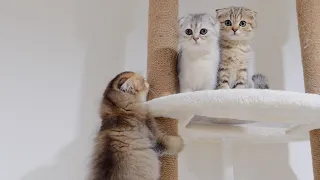 A kitten who climbs up on his own but can't get down asks for help.