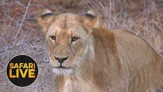 safariLIVE - Sunset Safari - August 28, 2018