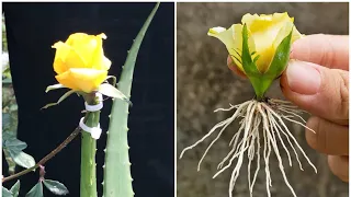 Grafting Rose Flower bud in Aloe vera | Yellow Rose propagate from flower bud