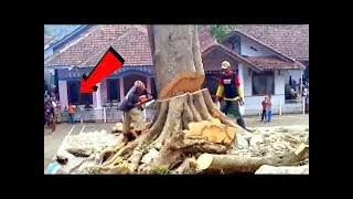 Idiots Tree Felling Fails with Chainsaw Machine   Tree Falls on Head and House  #a