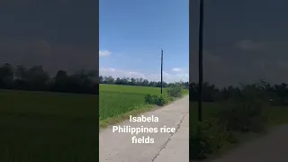 Isabela Philippines one of the largest rice producer in this country #shorts #short