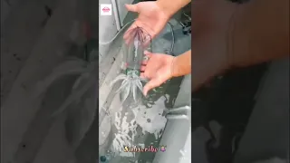 Squid changes colour😯❤️#fish #shortvideo #tiktok #viral