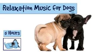 5 HOURS of Relaxation Music for Your Pet Dogs!
