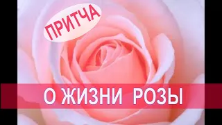 Мудрая притча О ЖИЗНИ РОЗЫ