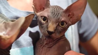 Канадский сфинкс - котята 3 месяца