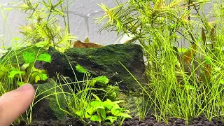 Small update - Beginner planted aquarium series