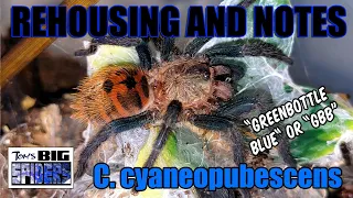 C.  cyaneopubescens "GBB" Rehouse and Tips