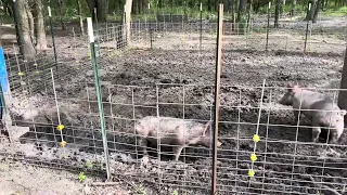 2 July pig update