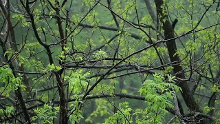 [ASMR] 수면에 도움이 되는 빗소리 8시간 입니다. rain drop rain sounds