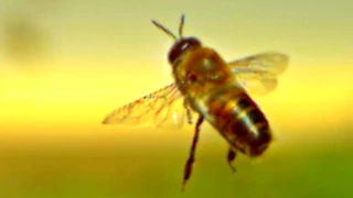 Incredible Honey Bees at 25,000 fps  - Slow Mo Lab