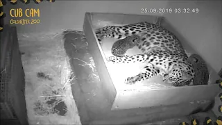 LEOPARD CUB CAM UPDATE!