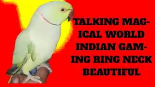 talking |magical| |ringneck king |amazing |beautiful |wenderfull |best |Indian |heaven king |Parrot