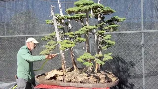 Massive foemina juniper bonsai tree forest potting at Huntington Gardens 2.19.22