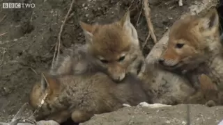 Cute Coyote Pups Emerge From The Den - Natural World: The Last Grizzly Of Paradise Valley - BBC Two