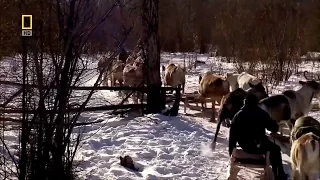 Wild Russia: Siberia - Nature/Wildlife Documentary
