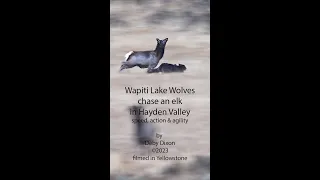 Wapiti Lake Wolves Chase Elk in Yellowstone