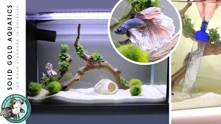 How I Do Water Changes for My Betta Fish