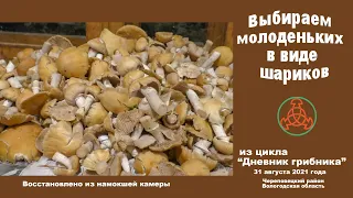 Выбираем молоденьких в виде шариков. Дневник грибника 31 августа 2021 года.