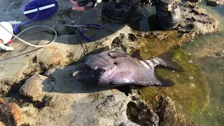 釣れたイシダイをストリンガーに通す