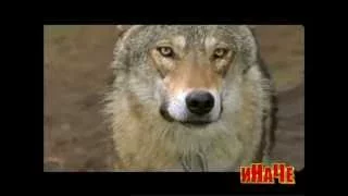 иНаЧе - Весьегонская волчица