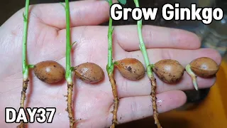 How to grow Ginkgo tree from seeds🙏💕