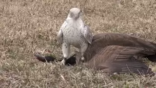 Gyrfalcon female takes Canada goose