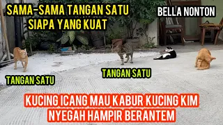 Kucing Tangan Satu Mau Baku Hantam Mau Main Di Cegat Kucing Kim..!