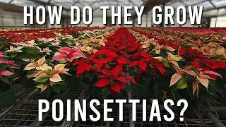 How Greenhouses Grow Poinsettias  |  MD F&H