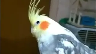 Смешной попугай корелла учится говорить / Funny parrot corella learns to speak