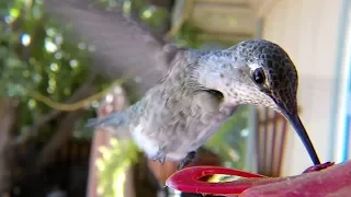 GoPro Awards: Hummingbirds with Macro Lens