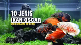 11 TYPES OF OSCAR FISH AND THEIR PRICES PER 2023 | HABITAT | EDUCATION | CHARACTER #fish #ikanhia