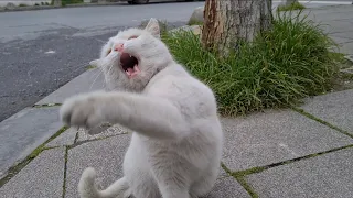 Angry White Cat acts aggressively and Attacks everyone.