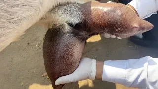 Oedematous mastitis l oedematous swelling in udder l बकरी में थनेला I dr umar khan